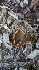 Coltricia cinnamomea