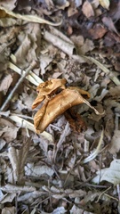 Coltricia cinnamomea