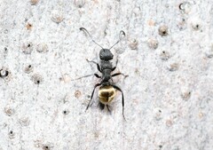 Polyrhachis erato