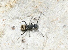 Polyrhachis erato