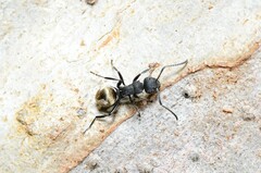 Polyrhachis erato