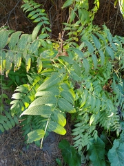 Sorbaria