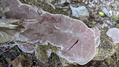 Abundisporus pubertatis