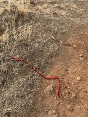 Pituophis catenifer catenifer