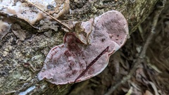 Abundisporus pubertatis