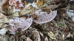 Abundisporus pubertatis