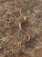 Pituophis catenifer catenifer