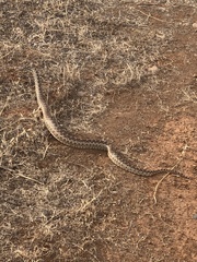 Pituophis catenifer catenifer