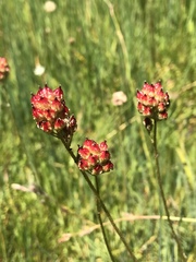 Triantha occidentalis