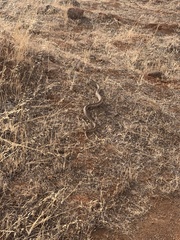 Pituophis catenifer catenifer