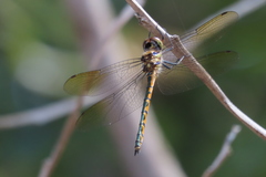 Hemicordulia australiae