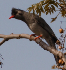 Hypsipetes leucocephalus