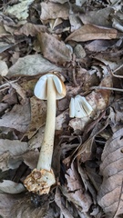 Amanita fulva