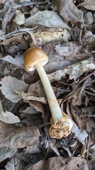Amanita fulva