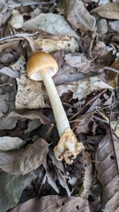 Amanita fulva