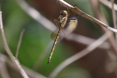 Hemicordulia australiae