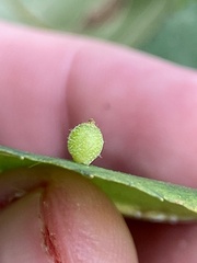 Caryomyia viscidolium