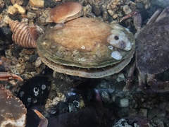 Placopecten magellanicus