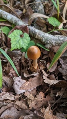Amanita fulva