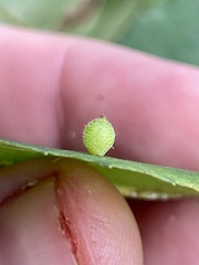 Caryomyia viscidolium