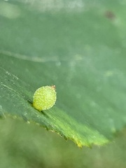 Caryomyia viscidolium