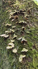 Trichaptum biforme
