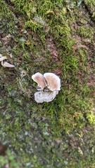 Trichaptum biforme