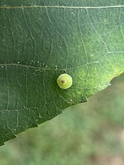 Caryomyia viscidolium