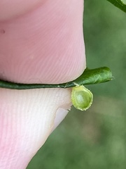 Caryomyia viscidolium