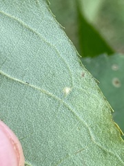 Caryomyia viscidolium