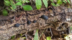 Annulohypoxylon truncatum