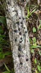 Annulohypoxylon truncatum