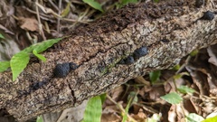 Annulohypoxylon truncatum