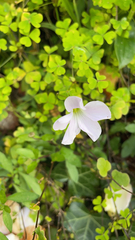 Oxalis incarnata