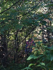 Viburnum cassinoides