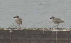 Esacus recurvirostris