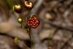 Drosera calycina