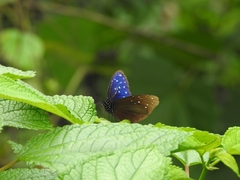 Euploea