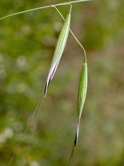 Avena barbata