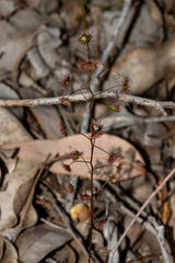 Drosera calycina