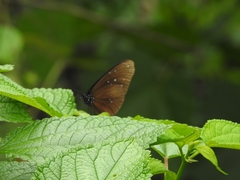 Euploea