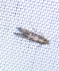 Agraylea multipunctata