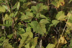 Vespula germanica