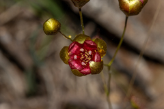 Drosera calycina