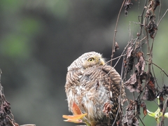 Glaucidium cuculoides