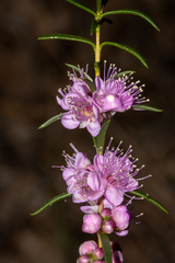 Hypocalymma robustum