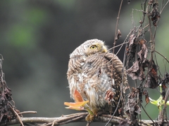 Glaucidium cuculoides