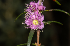 Hypocalymma robustum