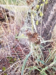 Cirsium hookerianum
