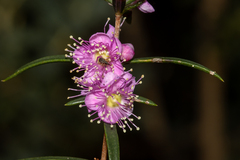 Hypocalymma robustum